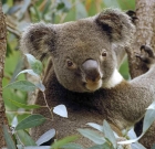 Koalas in Dander, but not Endangered