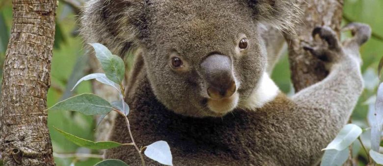 Koalas in Dander, but not Endangered