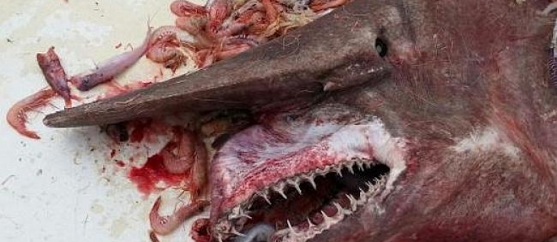 Florida Fishermen Unintentionally Got A Fantastically Extraordinary Troll Shark Off The Shoreline Of Key West, Florida.