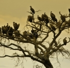 Poachers Target Vultures for Giving them Away